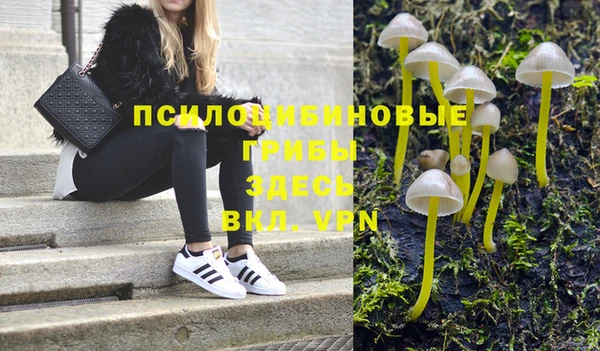 сатива Ростов